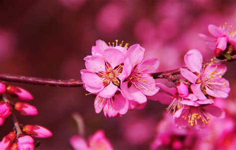 桃花煞|八字命理中十九种桃花